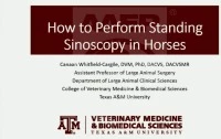How to Perform Standing Sinoscopy in Horses icon