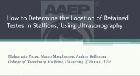 How to Determine Location of Cryptorchid Testes in Stallions, Using Ultrasonography icon