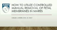 How to Utilize Controlled Manual Removal of Fetal Membranes in Mares icon
