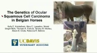 Genetic Risk for Ocular Squamous Cell Carcinoma in Belgian Horses icon
