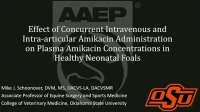 Effect of Concurrent Intravenous and Intra-Articular Amikacin Administration on Plasma Concentrations in Healthy Neonatal Foals icon