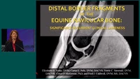 Distal Border Fragments of the Equine Navicular Bone: Significance in Current Clinical Lameness icon