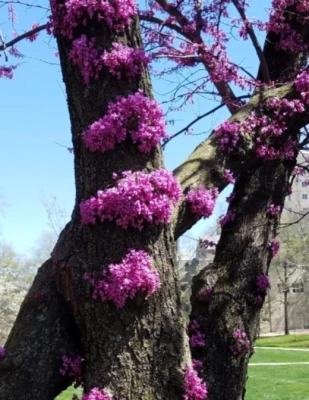 American Chemical Society