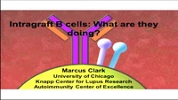 Intragraft B Cells: What Are They Doing? icon