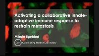 Activating a Collaborative Innate-Adaptive Immune Response to Control Metastasis icon