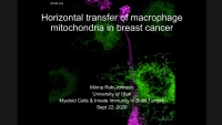 Horizontal Transfer of Macrophage Mitochondria in Cancer icon