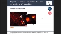 Short Talk: TopBP1 Assembles Nuclear Condensates to Switch on ATR Signalling icon