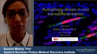 Short Talk: Autophagy Drives in vivo Transdifferentiation icon