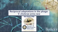 Phage Dynamics during Intestinal Infection with Vibrio cholerae icon
