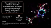Short Talk: The Hepatic Crown-like Structure in NASH: A Nexus between Monocyte-Derived Macrophages, Hepatic Stellate Cells, and Tissue Fibrosis icon
