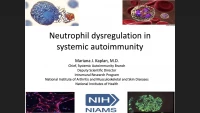Neutrophil Dysregulation in Systemic Autoimmunity icon