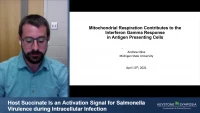 Short Talk: Mitochondrial Respiration Contributes to the Interferon Gamma Response in Antigen Presenting Cells icon