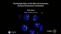 The Multiple Roles of Xist RNA and It’s Partners during X-Chromosome Inactivation icon