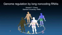 Genome Regulation by Long Noncoding RNAs icon