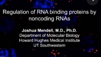 Noncoding RNAs in Post-Transcriptional Regulatory Circuits icon