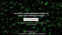 Short Talk: Loss of NPC1 Enhances Phagocytic Uptake and Impairs Lipid Trafficking in Microglia icon