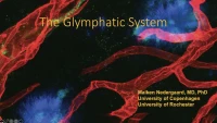 Sleep Regulation and Disease Roles of the Glymphatic System icon