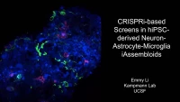 Short Talk: CRISPRi-based Genetic Screens in iPSC-Derived 3D Neuron-Astrocyte-Microglia iAssembloids icon