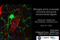 Microglia and the Crossroads of Cortical Wiring and Environmental Signals icon