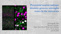 Short Talk: Pyramidal Neuron Subtype Diversity Governs Microglia States in the Neocortex icon