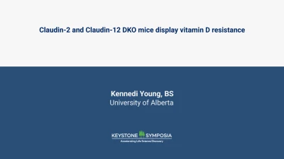 Claudin-2 and Claudin-12 DKO mice display vitamin D resistance icon