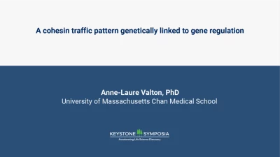 A cohesin traffic pattern genetically linked to gene regulation icon