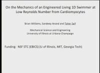 On the Mechanics of an Engineered Living 1D Swimmer at Low Reynolds Number from Cardiomyocytes icon