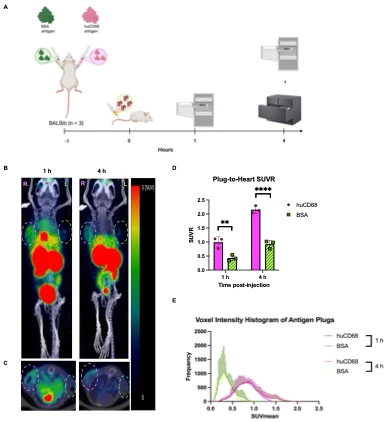 Development of novel [89Zr]Zr-DFO-Fab8 for immunoPET imaging of human ...