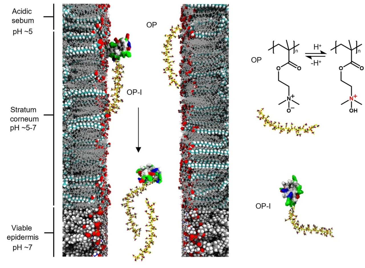 Skin-permeable polymer for noninvasive transdermal insulin delivery ...