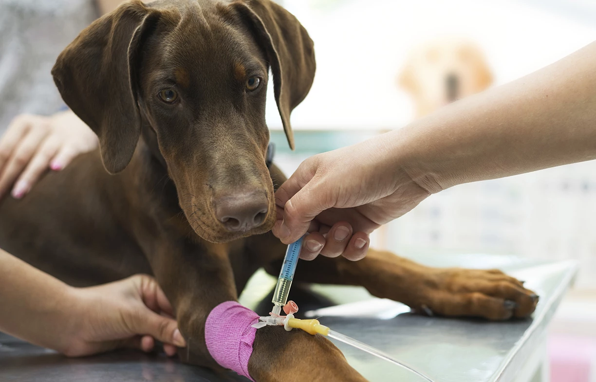 brown dog on vet table getting an iv