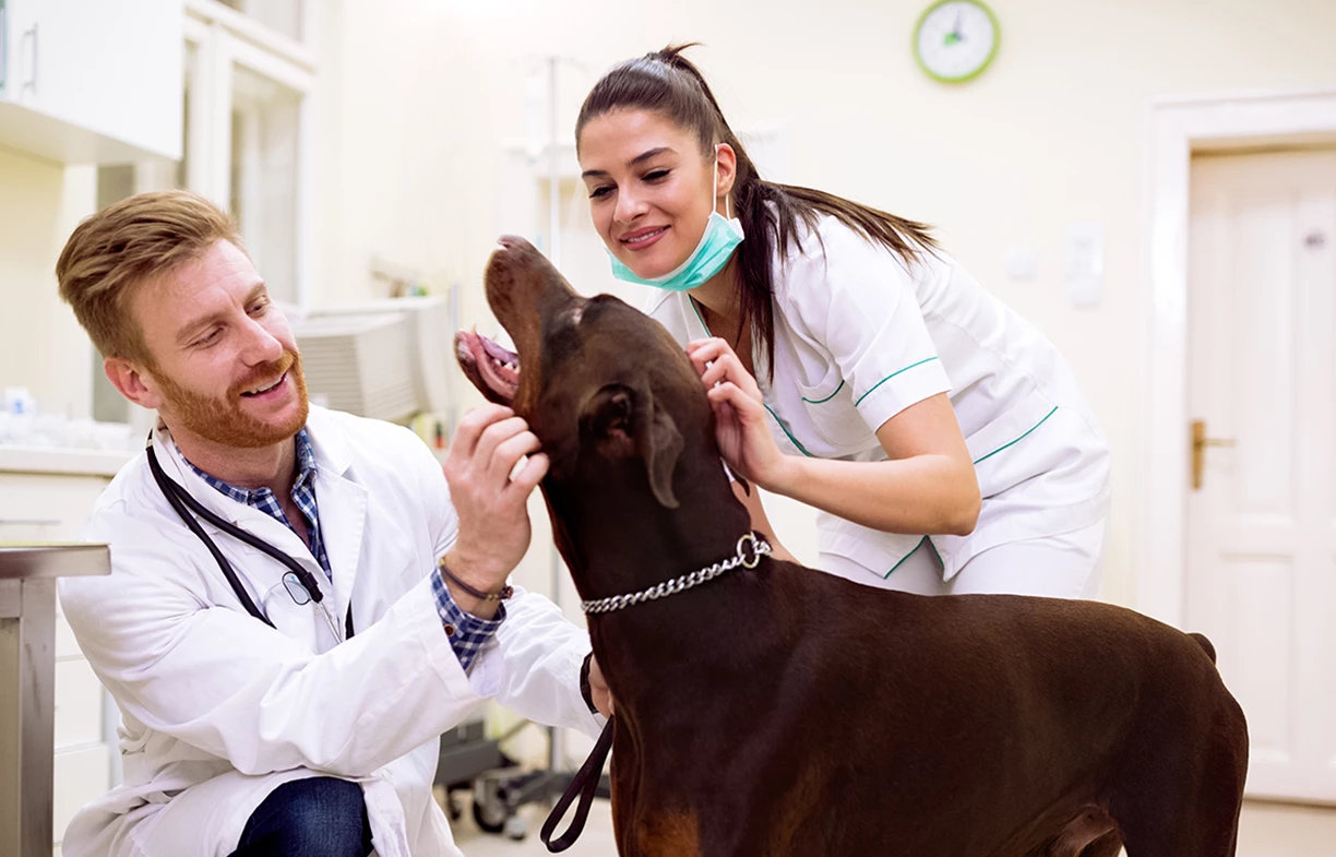 brown dog getting vet exam