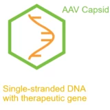 Application of Electron Activated Dissociation for Adeno-associated Airus (AAV) Capsid Protein Characterization Logo