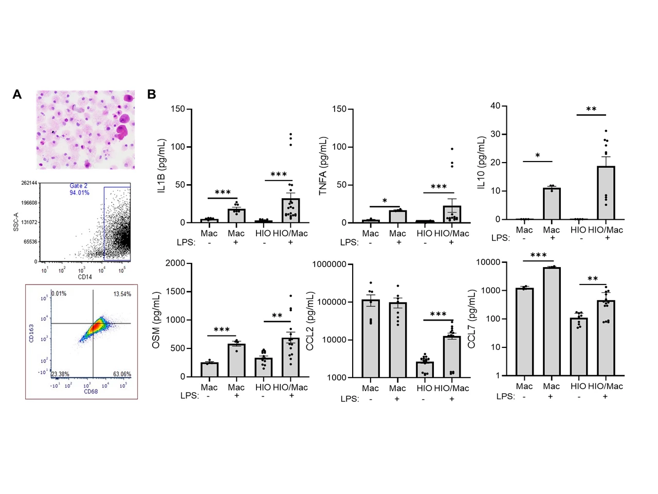 Figure 1. <b>iPSC-derived macrophages exhibit a pro-inflammatory pattern of cytokine and chemokine production implicated in anti-TNF non-response.</b> A) Induced pluripotent stem cells (iPSC) were differentiated into macrophage-like cells over 25 days. Cell morphology was assessed using cytospin, and CD14 expression, and CD68 and CD163 expression on CD14+ cells, was determined using flow cytometry. Representative images of scatter plots are shown, n=14. B) iPSC-derived macrophages (Mac) or human intestinal organoids (HIO) were assayed under basal conditions, or following macrophage:HIO (HIO/Mac) co-culture ± LPS, 100 ng/mL for 72 hours. Cytokine and chemokine secretion was measured using a luminex assay. Data are shown as the mean (SEM), n=4-14 per group, *p<0.05, **p<0.01, ***p<0.001.