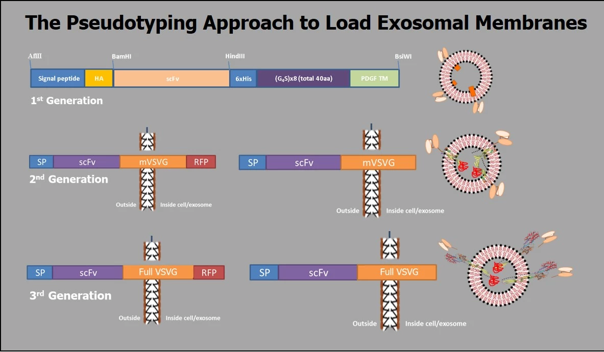 The Pseudotyping Approach to Load Exosomal Membranes