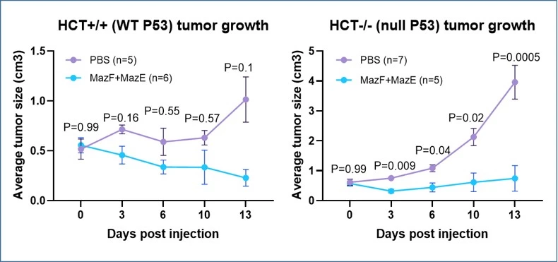 mazEF Loaded Lv-scFvs Effiently Inhibit Tumor Growth In Mice