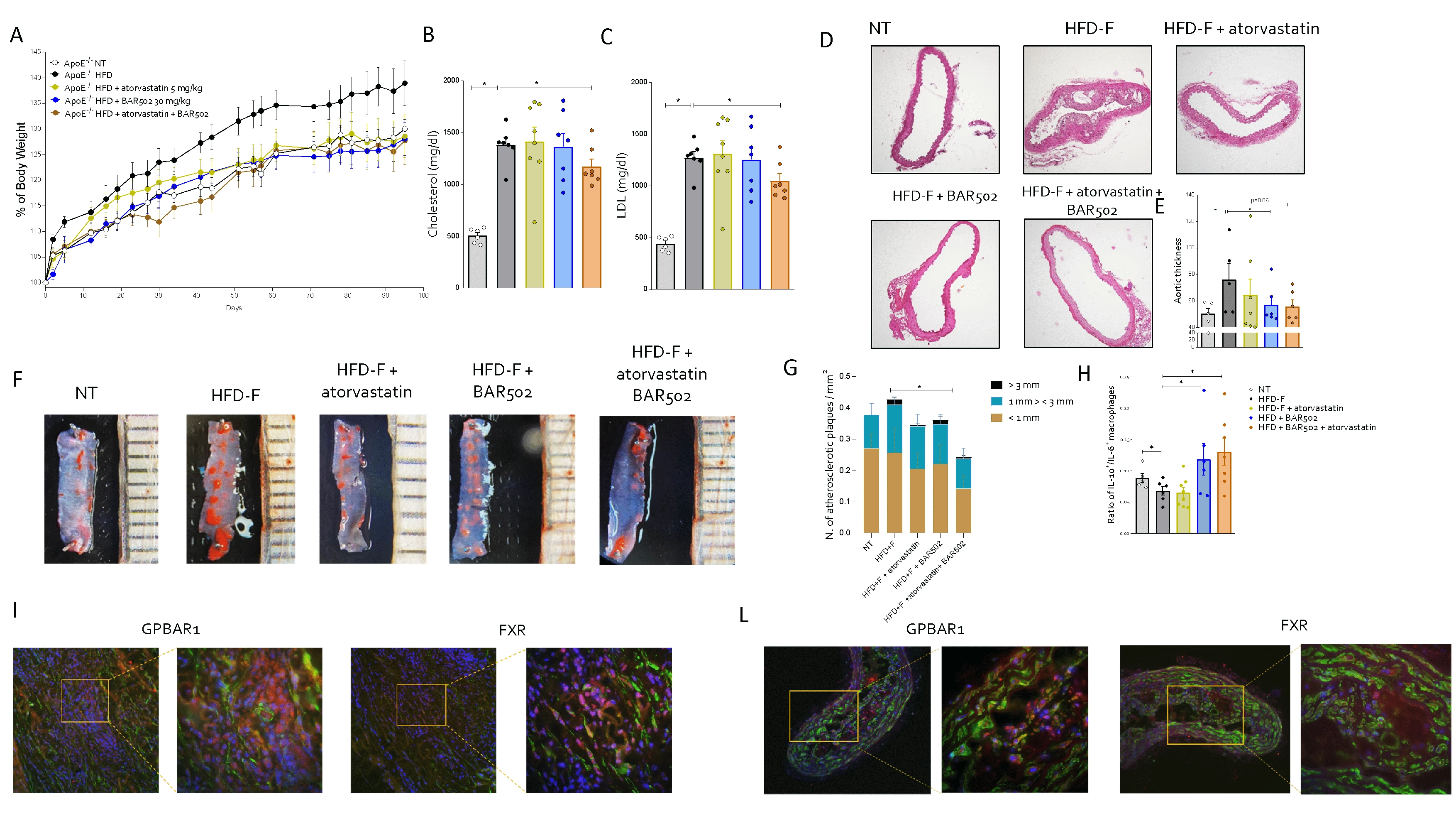Apolipoprotein E deficient male mice (ApoE−/−) were fed a high fat diet with fructose in the water (HFD-F) for 14 weeks. BAR502 (30 mg/kg/day), atorvastatin (20 mg/kg/daily) alone or in combination were administered by oral gavage. Disease severity was scored by the following evaluations: <b>(A)</b> % of body weight, plasma levels of <b>(B) </b>cholesterol and <b>(C)</b> LDL measured at the end of the study. <b>(D) </b>Hematoxylin and eosin (H&E) staining of aorta (magnification 4×) and <b>(E)</b> aortic intima-media thickness in arbitrary units. Analysis of lesions in aorta ApoE−/− mice with <b>(F)</b> Sudan IV staining and <b>(G)</b> count of plaques. <b>(H) </b>Flow cytometry analysis of IL10<sup>+</sup> and IL6<sup>+</sup> spleen macrophage. The data shown are mean ± SEM of 7–11 mice/group. *p ≤ .05<b>. </b>Immunofluorescence analysis of GPBAR1 and FXR expression in <b>(I)</b> mice and <b>(L)</b> human aortic plaques.