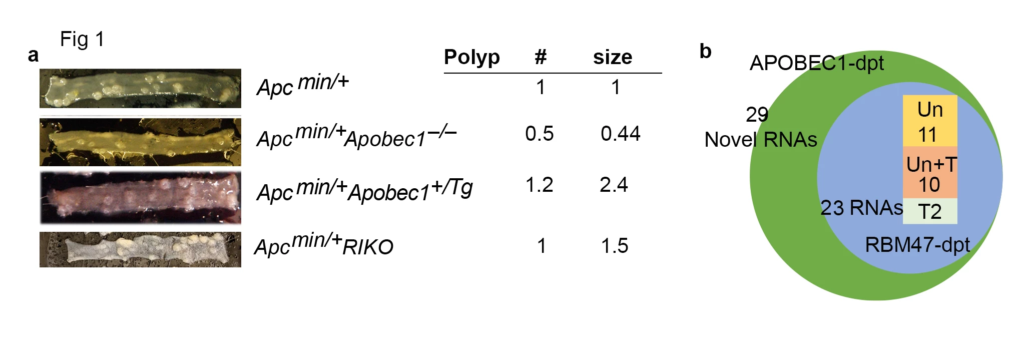 Figure 1. <b>a</b>.Gross mophorlogy of polyps in small intestine jejunum of <i>Apc <sup>min/+</sup></i>, <i>Apc.<sup>min/+</sup></i> <i>Apobec1 <sup>–/–</sup>,</i> <i>Apc <sup>min/+</sup> Apobec1<sup>+/Tg</sup></i> and <i>Apc <sup>min/+</sup> RIKO</i> mice. Polyp number (#) and size in each genotype relative to <i>Apc <sup>min/+</sup></i>. <b>b</b> Venn diagram showing that out of 29 APOBEC1-dependent RNA targets identified in <i>Apc <sup>min/+</sup></i>, 23 are also RBM47-dependent. Distribution of the 23 APOBEC1/RBM47-dependent RNAs targets is as follows: 11 edited only in uninvolved tissue (yellow), 2 edited only in polyps (green) and 10 edited in both, uninvolved and polyp tissue (orange).