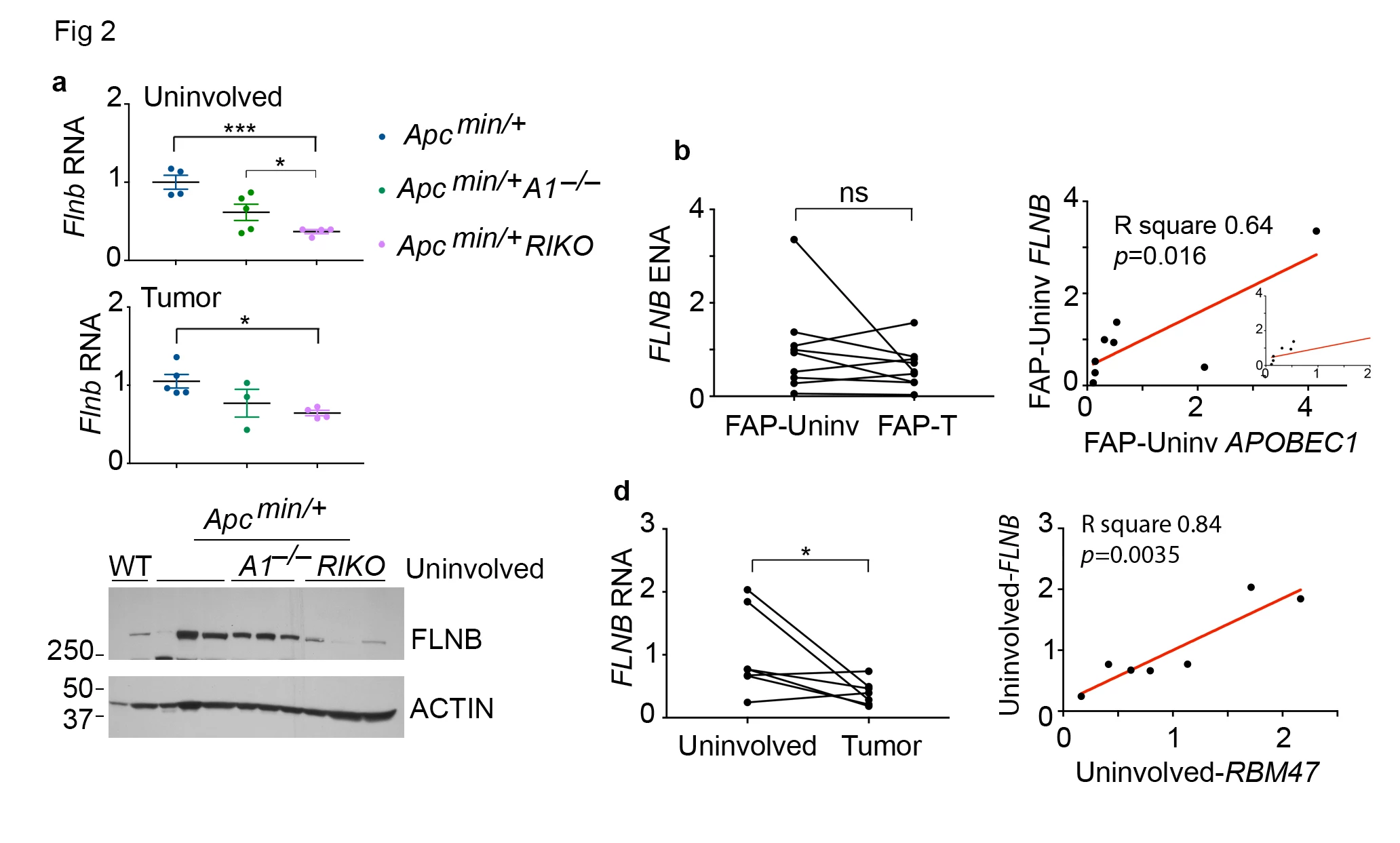 Figure 2. <b>a</b>. Top <i>Flnb </i>RNA is significantly down regulated in <i>Apc</i> <i><sup>min/+</sup></i> <i>RIKO</i> uninvolved and tumor tissue. (* p <0.05, *** p < 0.001). Lower panel FLNB expression is reduced in <i>Apc <sup>min/+</sup> RIKO </i>compared to <i>Apc <sup>min/+</sup></i>. ACTIN is used as loading control (n=3 per <i>Apc</i> genotype). <b>b</b>. Left Quantitative analysis of <i>FLNB</i> RNA expression in FAP patients. Right, positive correlation between <i>FLNB</i> and <i>APOBEC1</i> RNA expression in FAP uninvolved tissue by Q-PCR analysis of 8 uninvolved-tumor pairs. <b>c</b>. Left, <i>FLNB</i> RNA is significantly downregulated in CRC patients (* p < 0.05) (n=7 uninvolved-tumor pairs). Right, Positive correlation between <i>FLNB</i> and <i>RBM47 </i>RNA in CRC uninvolved tissue by Q-PCR analysis.