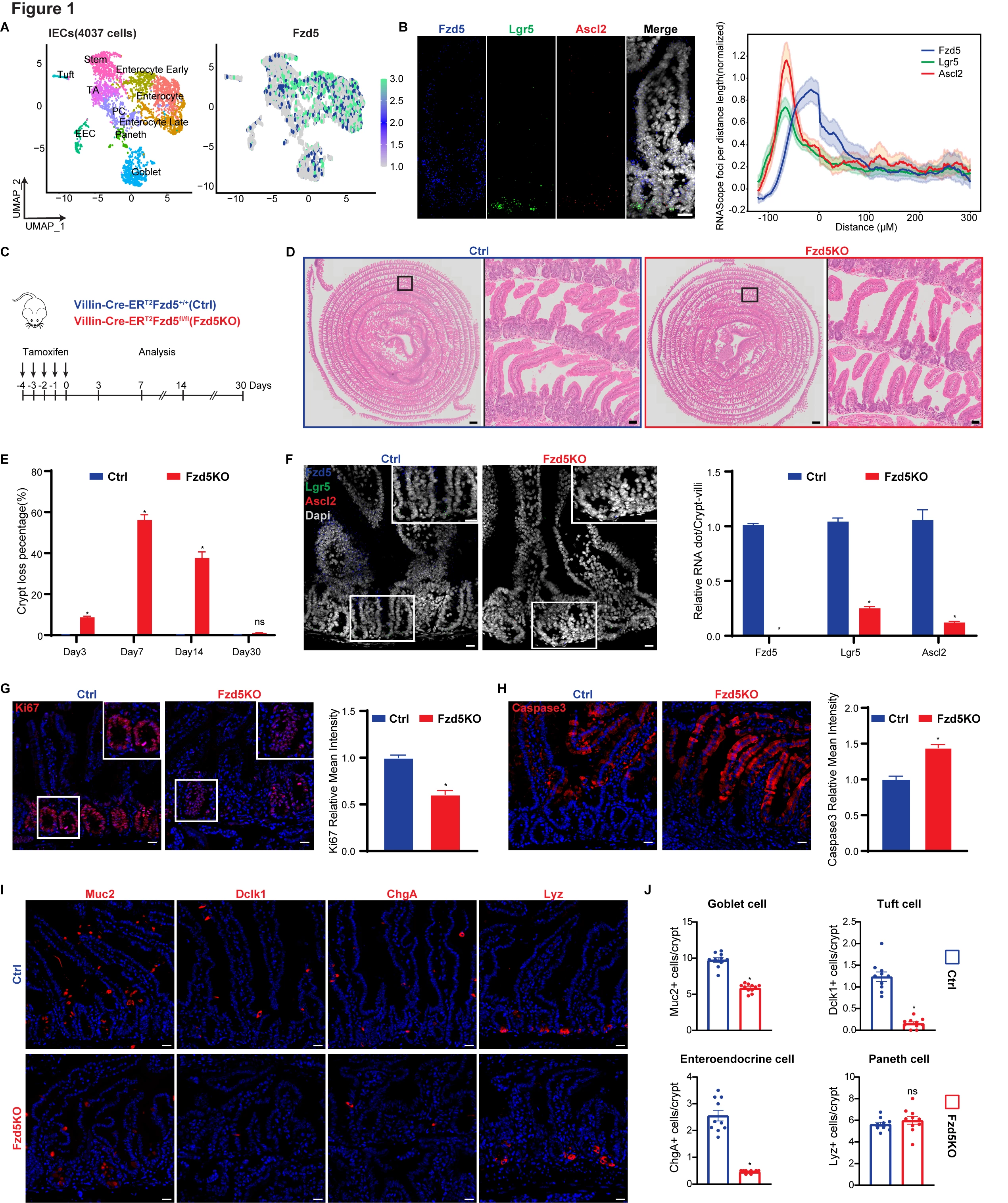 <b>Fzd5 deletion in IECs results in crypt loss and lineage priming towards enterocytes</b>