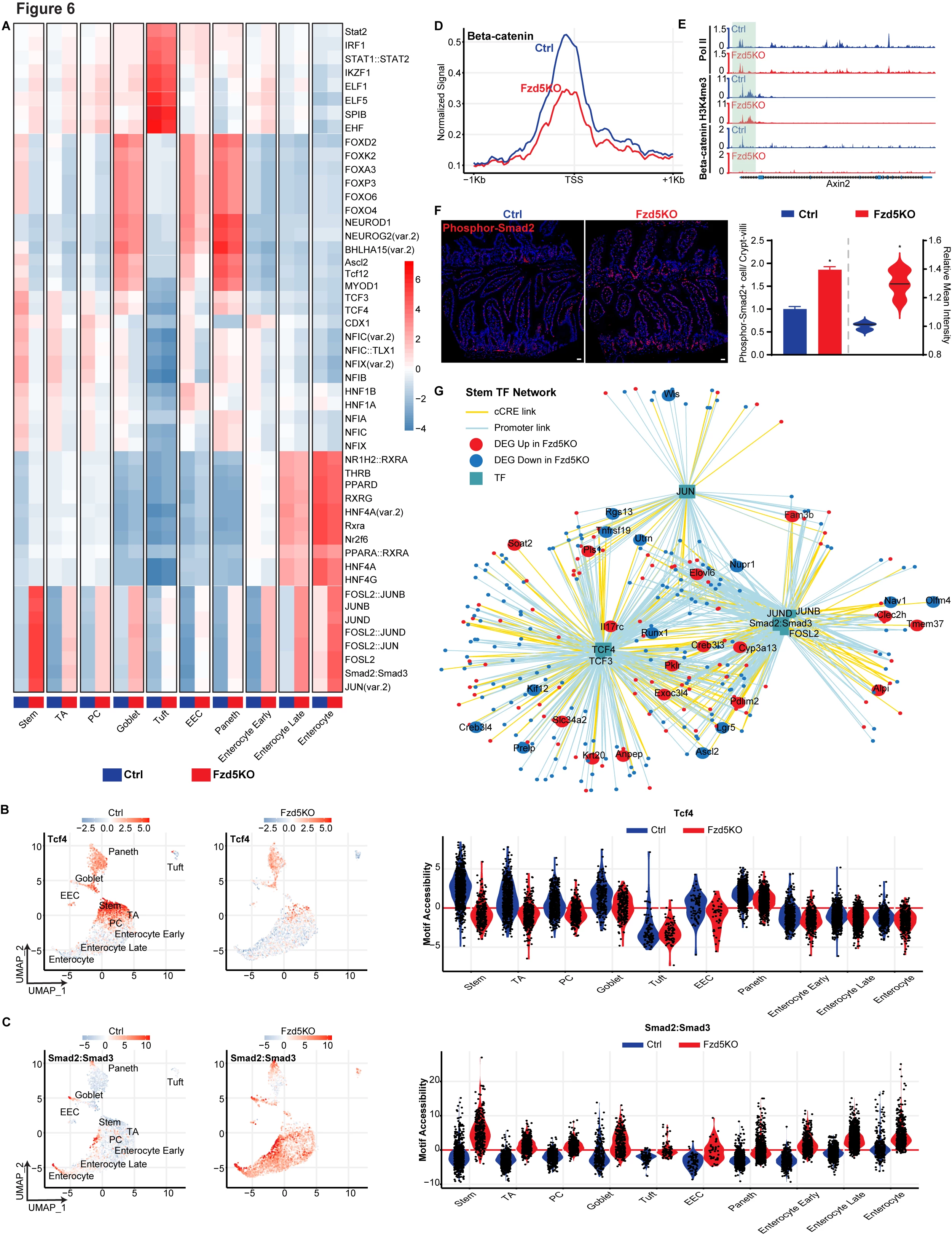 <b>Fzd5 deletion alters chromatin accessibility to modulate gene expression in ISCs and progenitors</b>