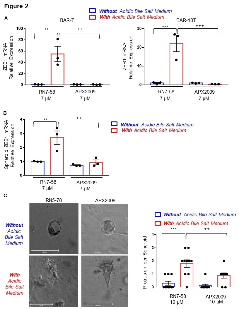 <b>Figure 2. </b>APX2009, a novel APE1 redox inhibitor, reduces A&B-induced increases in ZEB1 mRNA expression of (A) BAR-T and BAR-10T cells and (B) primary BE spheroids. (C) APX2009 reduces A&B-induced increases in the number of cell protrusions in primary BE spheroids. RN7-58 is an APX2009 analog that does not inhibit APE1 redox activity. Scale bar = 125 µm   ***p<0.001; ++ p<0.01