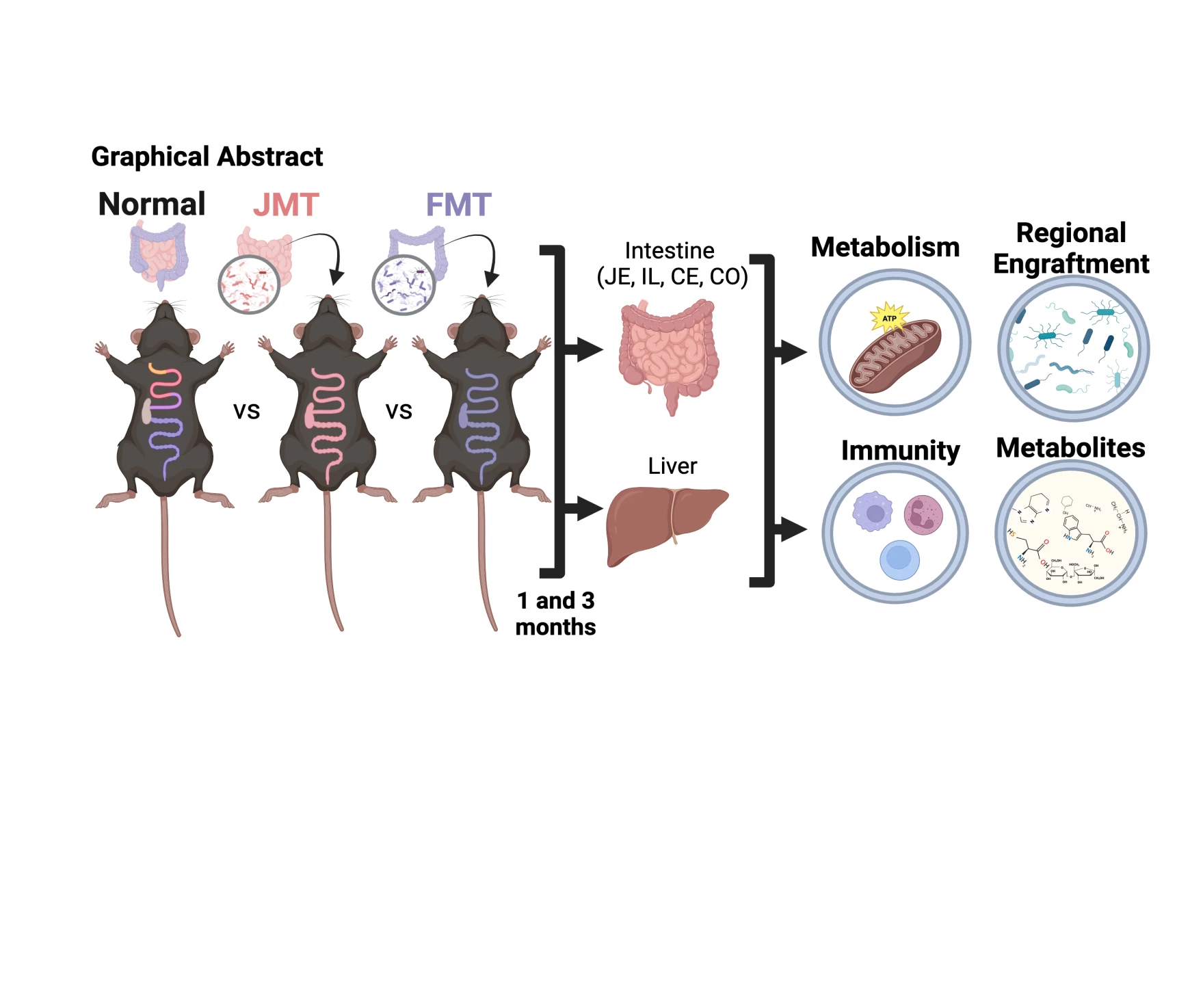 <b>Fig1.</b> <b>Graphical Abstract. </b>Small and large bowel microbial transplants (JMT and FMT, respectively) were performed in post antibiotic C57Bl6 male and female mice and compared to their no antibiotic and saline controls after 1 and 3-months (n<u>></u>7 per group). Mice demonstrated significant differences in energy balance and intestinal and hepatic metabolism, microbial engraftment, and metabolite pools.