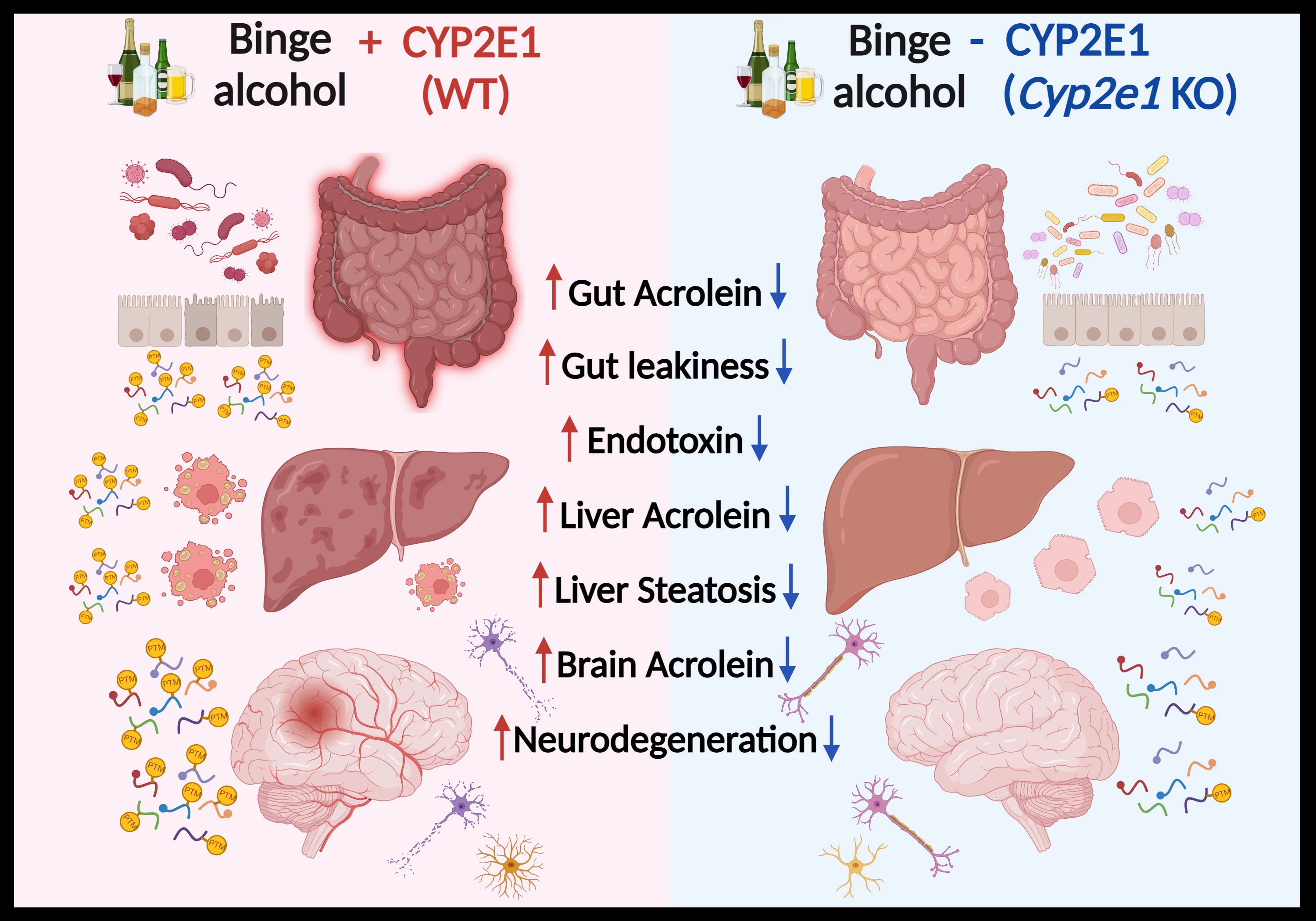 CYP2E1 (<i>but not NOX2</i>) is a key driver in promoting binge alcohol-induced gut, liver, and brain injuries via increasing oxidative stress and acrolein-protein adducts.