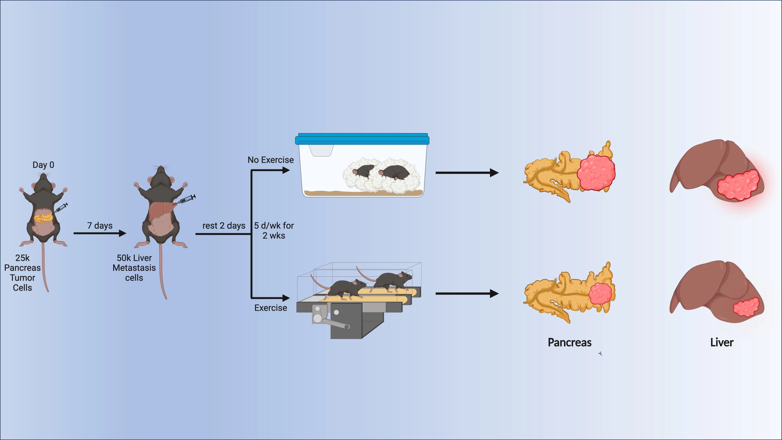 Experimental design and graphical representation of resulting phenotype
