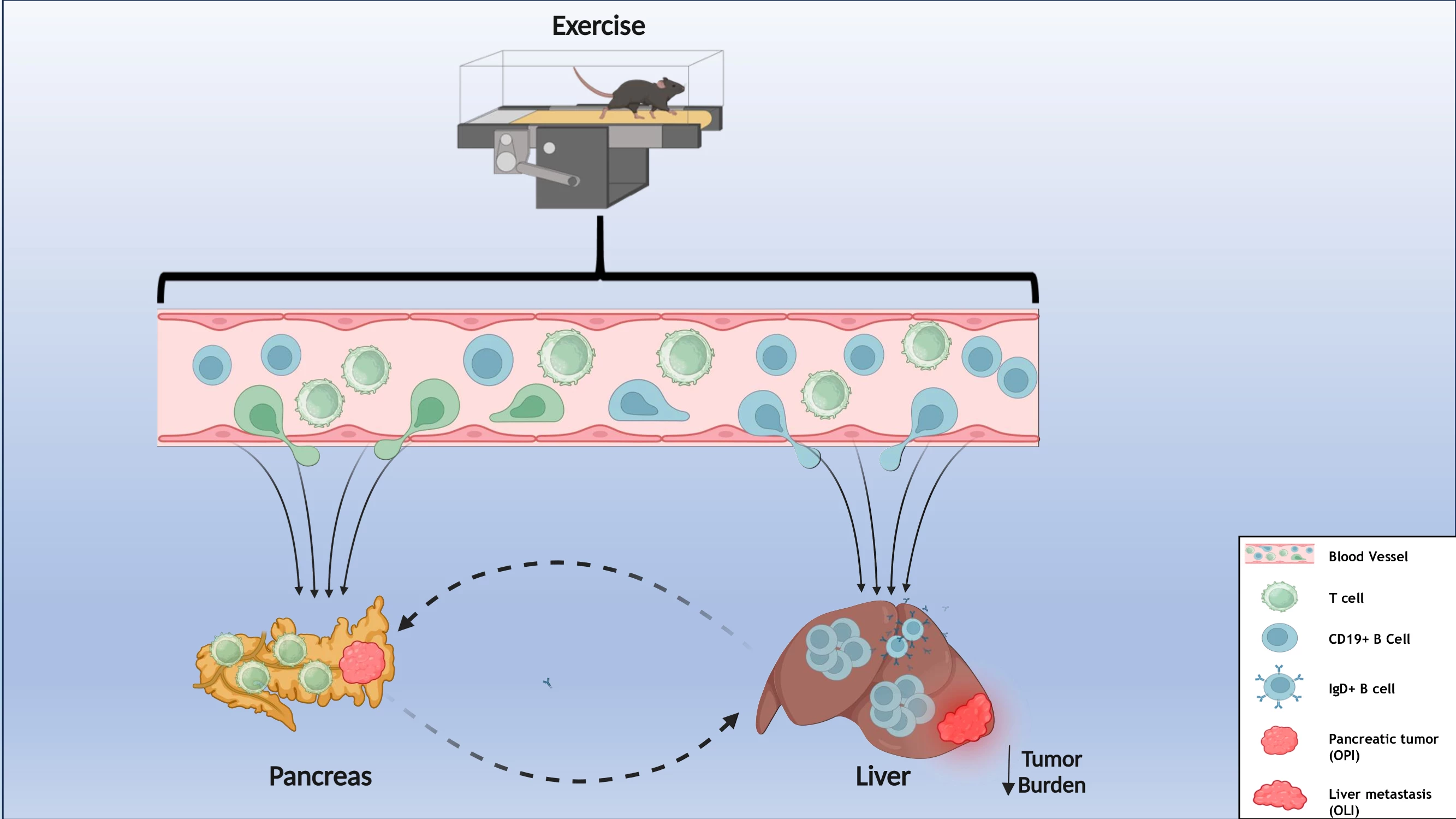 Representation of flow cytometric analysis of murine liver, pancreas and blood samples
