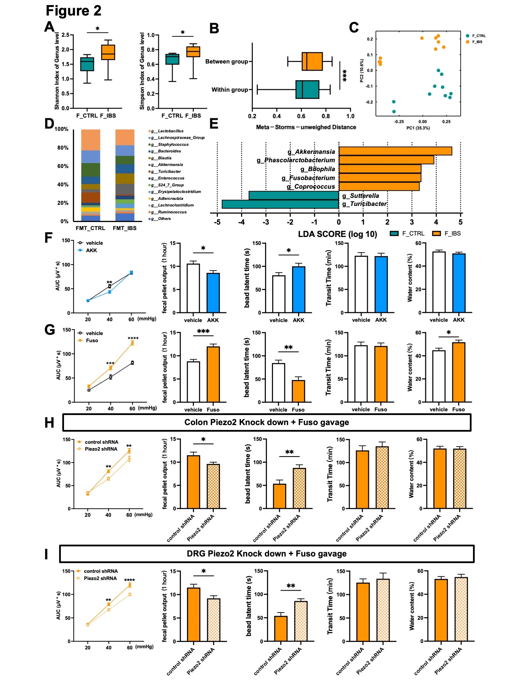 <b>Figure 2 Piezo2 receptor is involved in the development of IBS-like behavior induced by <i>Fusobacterium varium</i> gavaged</b><br /> A) The α - diversity. B) The β – diversity. C) PCA. D) The gut microbiota composition in genus level. E) Differential expression of gut microbiota at genues level. F) CRD-EMG results, number of fecal pellets output, colon transit time and whole-intestinal transit time after AKK gavaged in pGF mice. G) CRD-EMG results, number of fecal pellets output, colon transit time and whole-intestinal transit time after Fuso in pGF mice. H) CRD-EMG results, number of fecal pellets output, colon transit time and whole-intestinal transit time after Fuso in colon Piezo2 knock down pGF mice. I) CRD-EMG results, number of fecal pellets output, colon transit time and whole-intestinal transit time after Fuso in DRG Piezo2 knock down pGF mice. Data are presented as the mean ± SEM. A - E) n = 10, F) n = 10 – 11, G) n = 10, H) n = 8, I) n = 10.
