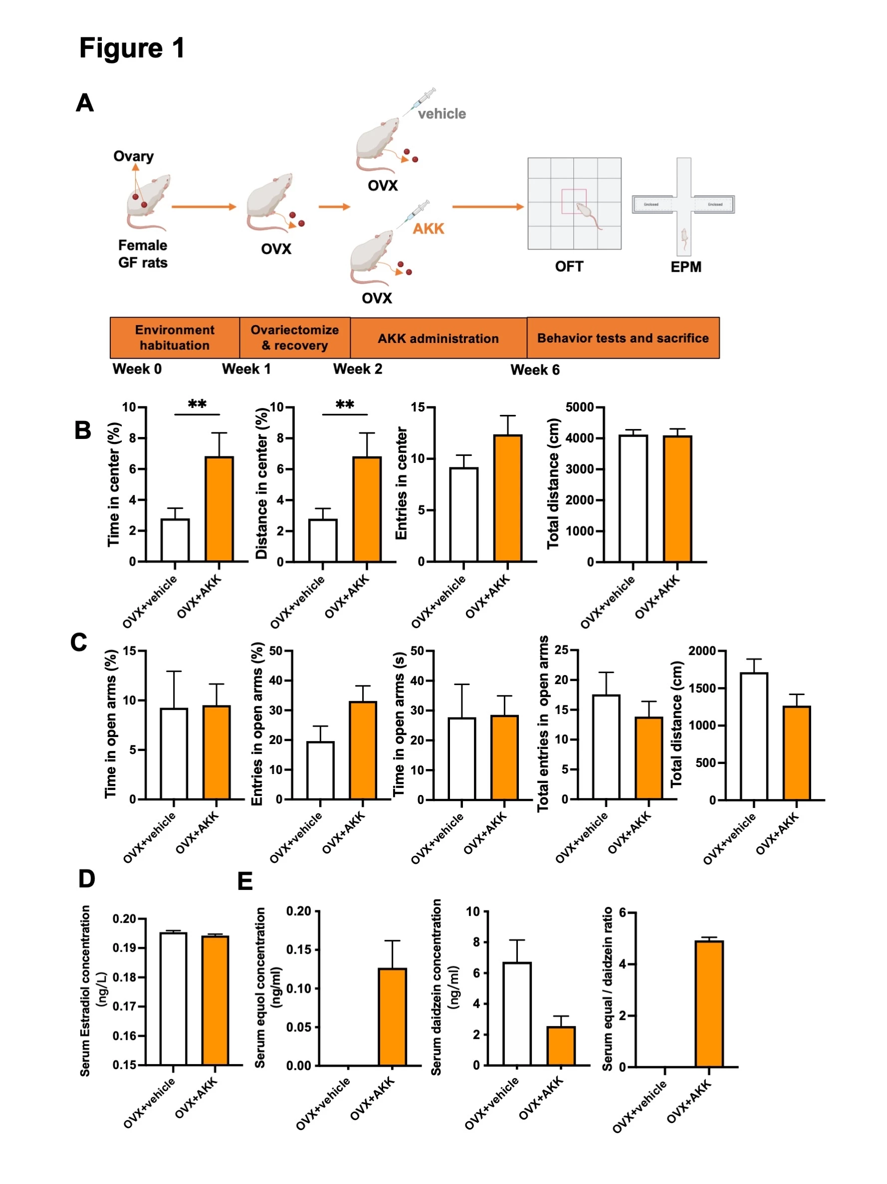 <b>Figure 1 AKK ameliorates OVX-induced anxiety and elevated serum equol level.</b><br /> <b>A) </b>Schematic diagram of AKK alleviating OVX-induced anxiety in GF rats. <b>B) </b>The OFT test results of GF rats (n = 5 - 8). <b>C)</b> The EPM test results of GF rats (n = 5 - 8). <b>D)</b> Estradiol level in serum (n =5 - 8). <b>E)</b> Equol and daidzein levels in serum (n = 2 - 3)<br /> Data are presented as the mean ± SEM. nonparametric test with Mann-Whitney test, **p < 0.01. AKK, <i>Akkermansia muciniphila</i>; OVX, ovariectomy; EPM, elevated plus maze; OFT, open field test; GF, germ-free.