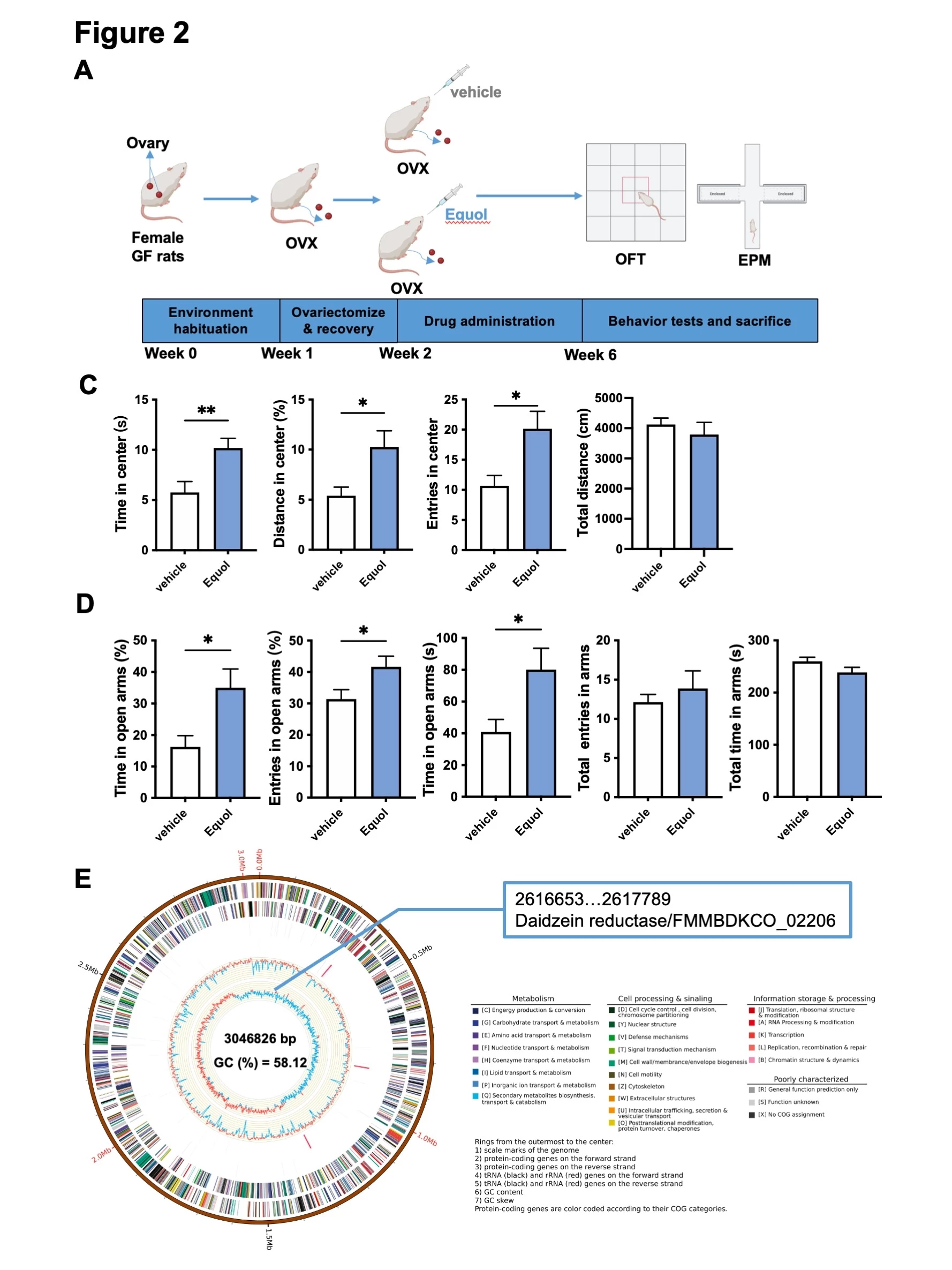 <b>Figure 2 Equol ameliorates OVX-induced anxiety and AKK expresses daidzein reductase.</b><br /> <b>A) </b>Schematic diagram of equol alleviating OVX-induced anxiety in GF rats. <b>B) </b>The OFT test results of GF rats (n = 8). <b>C) </b>The EPM test results of GF rats (n = 8). <b>D)</b> The metagenomic sequencing of AKK.<br /> Data are presented as the mean ± SEM. nonparametric test with Mann-Whitney test, *p < 0.05, **p < 0.01, ***p < 0.001. AKK, <i>Akkermansia muciniphila</i>; OVX, ovariectomy; EPM, elevated plus maze; OFT, open field test; GF, germ-free.