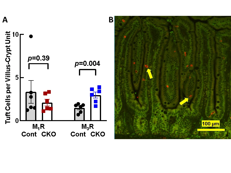 <b>Figure 1. Increased numbers of tuft cells in the middle third of the small intestine in M<sub>3</sub>R CKO mice. A.</b> Comparison of the numbers of tuft cells per villus-crypt unit in the middle third of the small intestine of M<sub>1</sub>R and M<sub>3</sub>R CKO compared to littermate control mice. Bars represent mean ± SEM; symbols represent individual data points. <b>B.</b> Image showing representative tuft cells (arrows) stained with anti-DCAMKL1 antibody (red). Green background staining is for the cell adhesion protein e-cadherin.