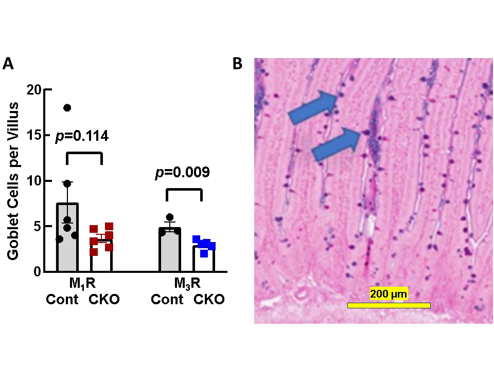 <b>Figure 2. Reduced numbers of goblet cells in the proximal third of the small intestine in M<sub>3</sub>R CKO mice. A.</b> Comparison of the numbers of goblet cells per villus in the proximal third of the small intestine of M<sub>1</sub>R and M<sub>3</sub>R CKO compared to littermate control mice. Bars represent mean ± SEM; symbols represent individual data points. <b>B.</b> Image showing representative goblet cells (arrows) stained with Alcian blue-periodic acid Schiff.